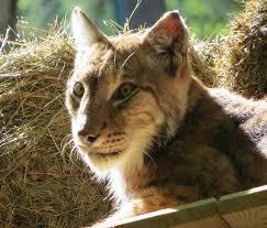 Parco Faunistico di Spormaggiore